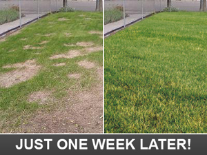 just one week later our Grapevine Sprinkler Repairs have your yard looking great